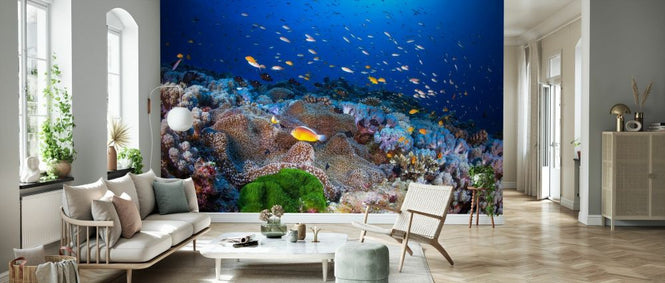 PHOTOWALL / Anemon and Anthias (e328521)