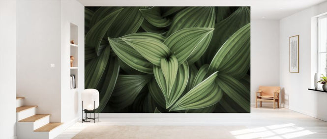 PHOTOWALL / Corn Lily (e327941)