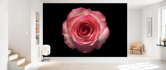 PHOTOWALL / Rose on Black (e327872)