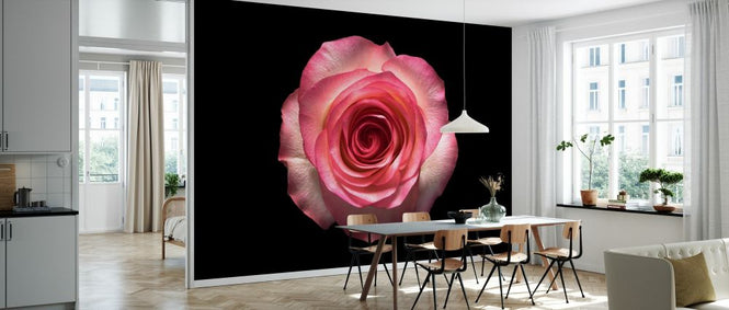 PHOTOWALL / Rose on Black (e327872)