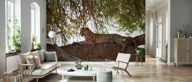 PHOTOWALL / Leopard Resting (e331530)