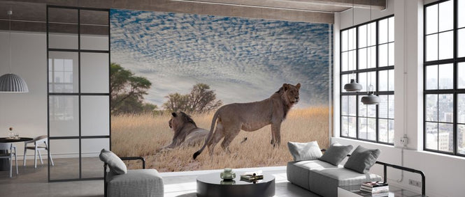 PHOTOWALL / Lions in Shrubland (e331567)
