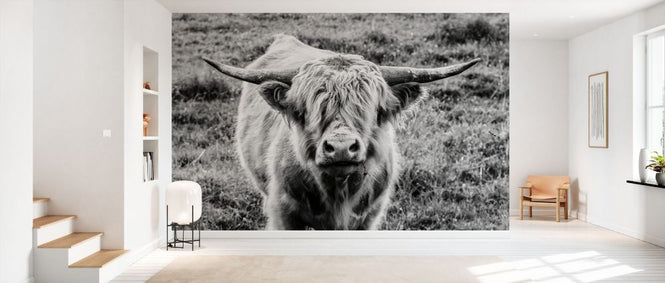 PHOTOWALL / Highland Cow Staring Contest (e330985)