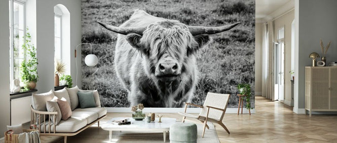 PHOTOWALL / Highland Cow Staring Contest (e330985)
