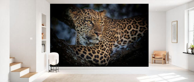 PHOTOWALL / Leopard (e331598)
