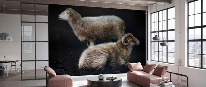 PHOTOWALL / Sheeps (e331648)