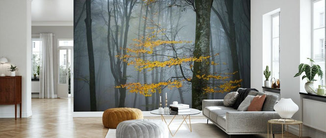 PHOTOWALL / Beech Forest in Autumn (e332142)