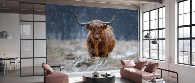 PHOTOWALL / Snowy Highland Cow (e331979)