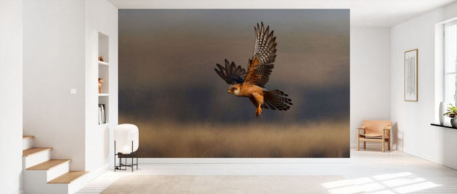 PHOTOWALL / Female Red Footed Falcon (e332019)
