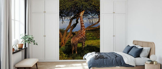 PHOTOWALL / Male Reticulated Giraffe (e332032)