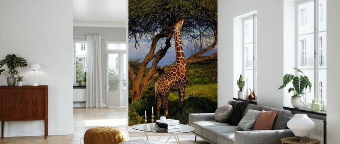 PHOTOWALL / Male Reticulated Giraffe (e332032)