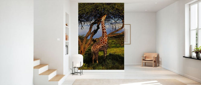 PHOTOWALL / Male Reticulated Giraffe (e332032)