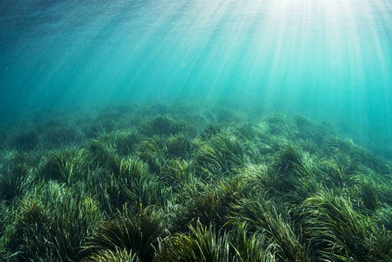 PHOTOWALL / Neptune Seagrass Bed (e332124)