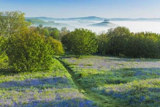 PHOTOWALL / Bluebells on Eype Down (e331924)