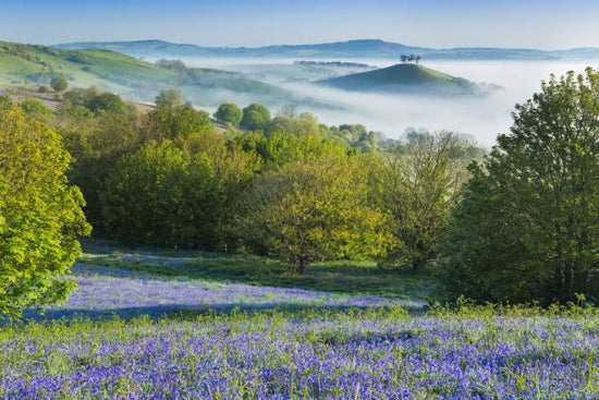 PHOTOWALL / Bluebell in Colmers Hill (e331925)
