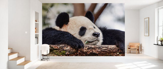 PHOTOWALL / Sleeping (e332187)