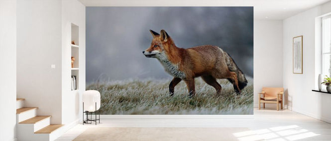 PHOTOWALL / Frosty Morning (e332198)