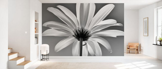 PHOTOWALL / White Daisy Black and White (e332548)