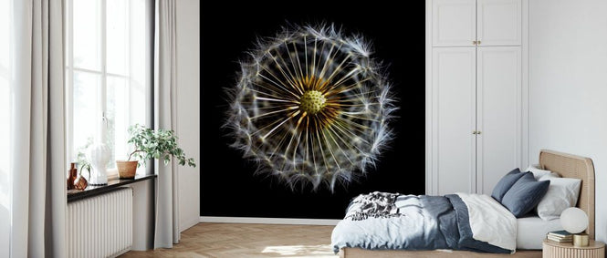 PHOTOWALL / Open Dandelion on Black (e332604)