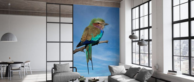 PHOTOWALL / Lilac Breasted Roller (e333785)