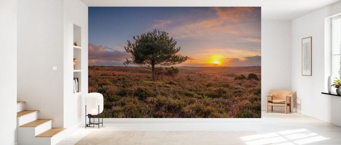 PHOTOWALL / Single Tree in Meadow (e333978)