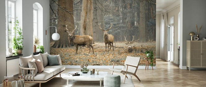 PHOTOWALL / Stags in the Forest (e333980)