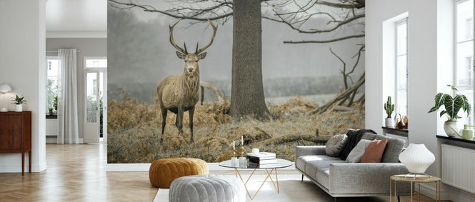 PHOTOWALL / Stag in the Forest (e333981)