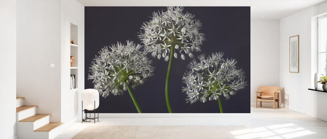 PHOTOWALL / Three Alliums III (e334005)
