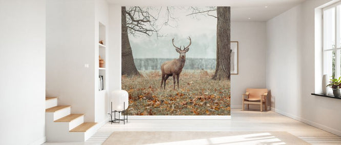 PHOTOWALL / Stag in the Forest II (e334079)
