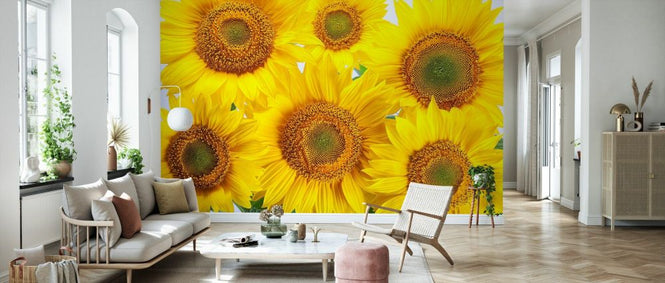 PHOTOWALL / Yellow Sunflowers (e84541)