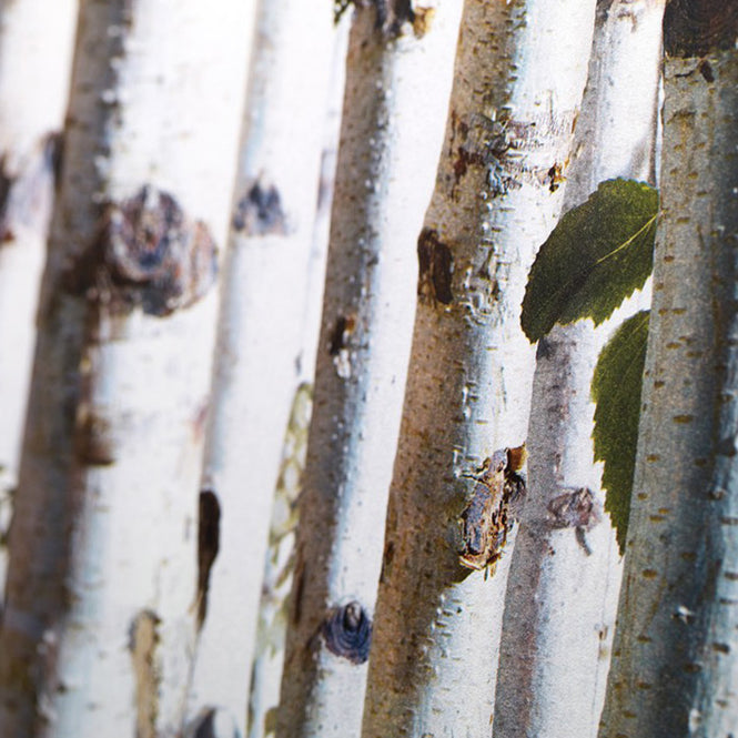 【OUTLET】KOZIEL / Bouleaux (白樺) 8888-154