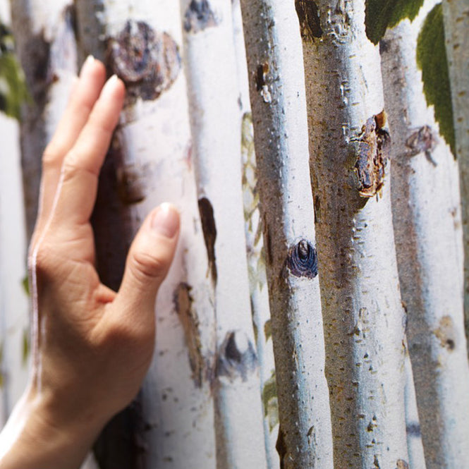 【OUTLET】KOZIEL / Bouleaux (白樺) 8888-154