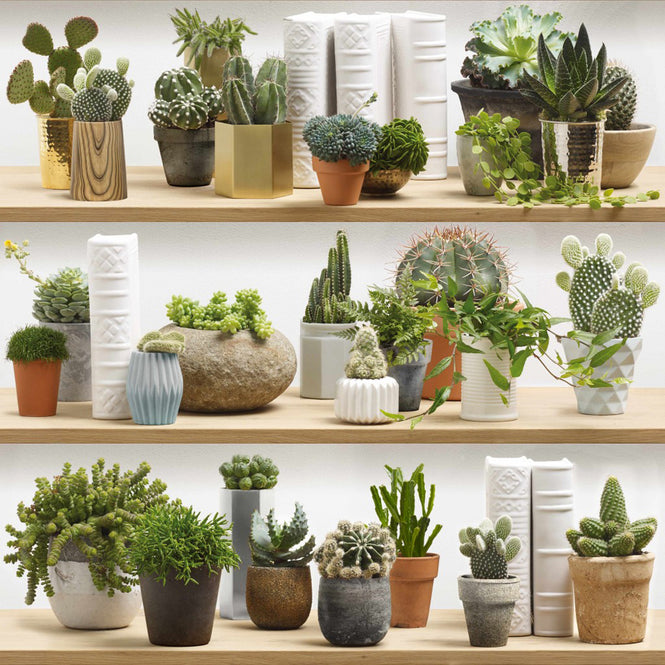 【OUTLET】KOZIEL / STYLIZED CACTUS ON SHELVES WALLPAPER 8888-402