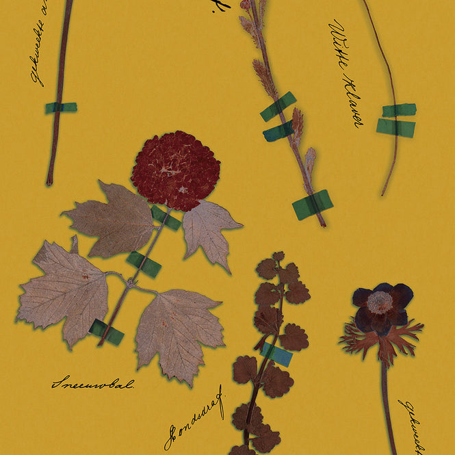 Studio DeSimoneWayland / VOLUME1 / BOTANICALS GOLD YELLOW VO1-BO-GY【MATTE COATED】【4ロールセット】