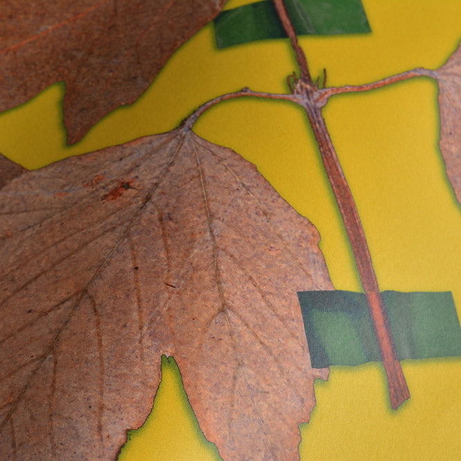 Studio DeSimoneWayland / VOLUME1 / BOTANICALS GOLD YELLOW VO1-BO-GY【MATTE COATED】【4ロールセット】