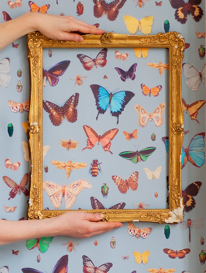 Ella Doran / Bugs and Butterflies