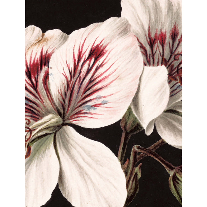 輸入壁紙 KEK Amsterdam / LANDSCAPES & MARBLE / WALLPAPER CIRCLES WHITE FLOWERS CK-071