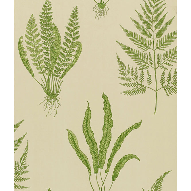 Sanderson / ONE SIXTY WALLPAPER COLLECTION / Woodland Ferns Green DAPGWO102