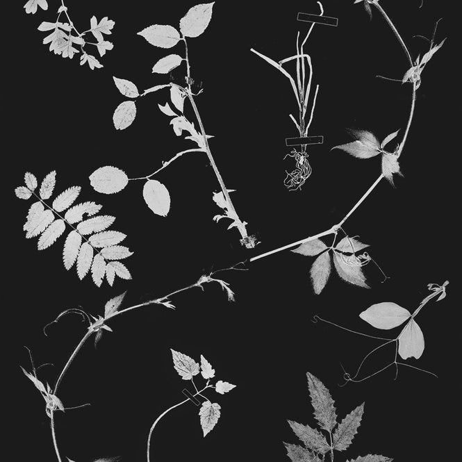 Studio DeSimoneWayland / VOLUME1 / DUTCH GARDEN BLACK VO1-DG-BL【MATTE COATED】【4ロールセット】