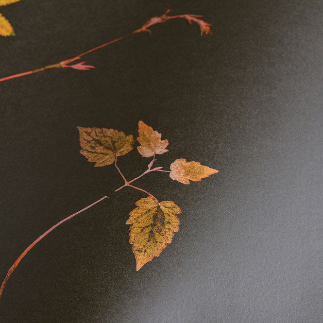 Studio DeSimoneWayland / VOLUME1 / DUTCH GARDEN COPPER VO1-DG-CO【MATTE COATED】【4ロールセット】