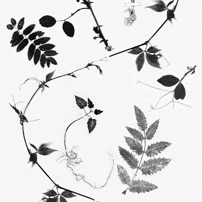 Studio DeSimoneWayland / VOLUME1 / DUTCH GARDEN WHITE VO1-DG-WH【MATTE COATED】【4ロールセット】