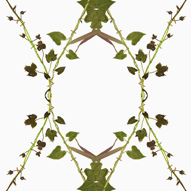 Studio DeSimoneWayland / VOLUME1 / MORNING GLORY SPRING WHITE VO1-MG-SW【MATTE COATED】【4ロールセット】