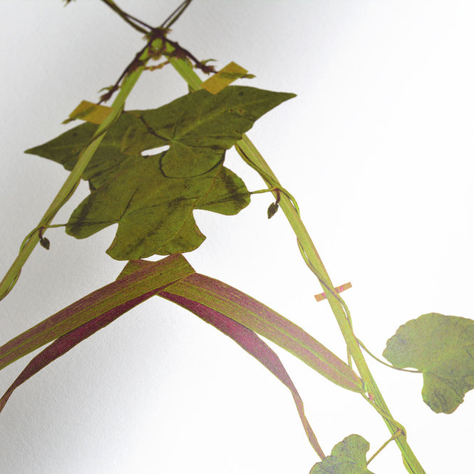 Studio DeSimoneWayland / VOLUME1 / MORNING GLORY SPRING WHITE VO1-MG-SW【MATTE COATED】【4ロールセット】