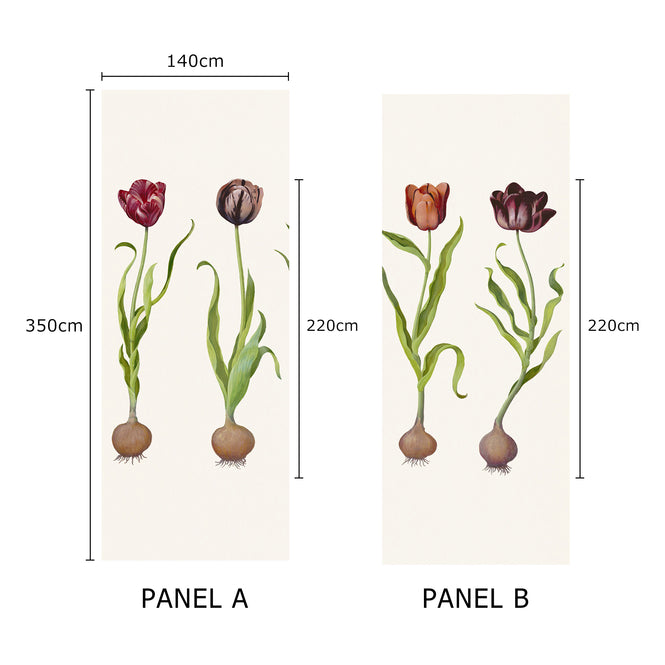 Andrew Martin / SCHOLAR / Tulips