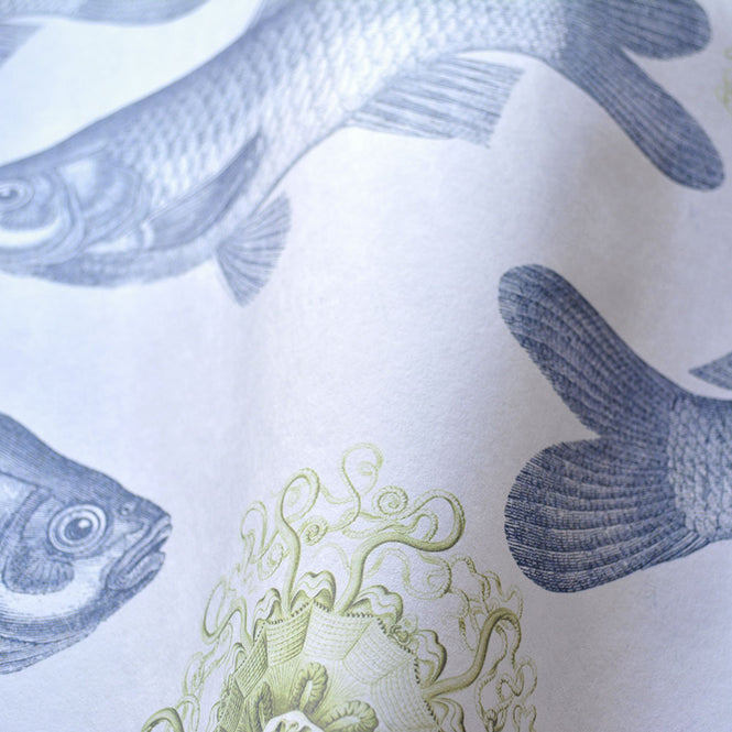 MINDTHEGAP /  FISH Blue WP20009