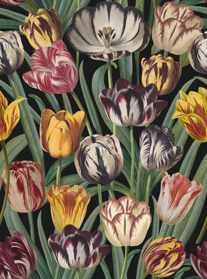 MINDTHEGAP /  TULIPA WP20178