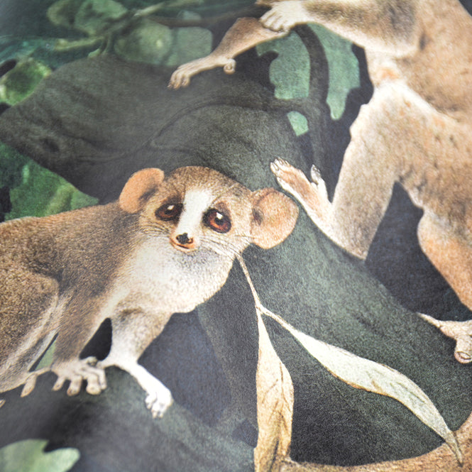 MINDTHEGAP / The Wallpaper Compendium / WILDLIFE OF PAPUA Dark WP20527